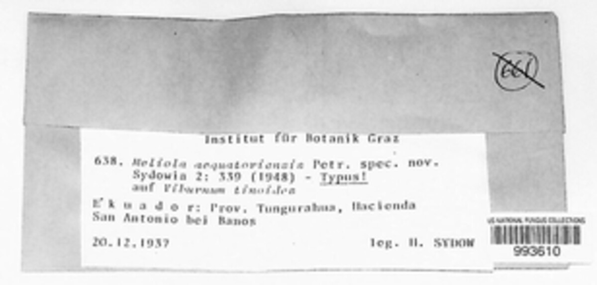 Meliola aequatoriensis image